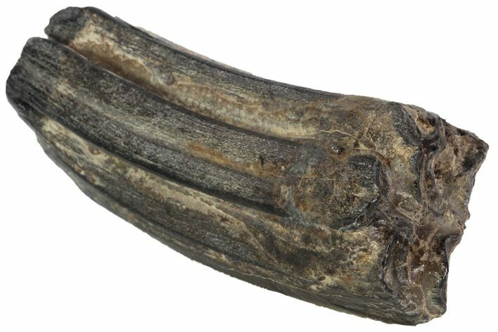 Pleistocene Aged Fossil Horse Tooth - Florida #87302